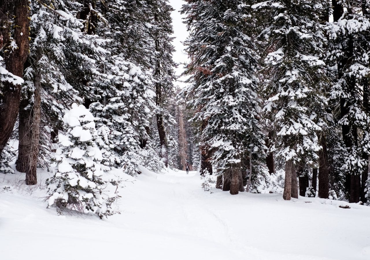 Snow covered trees in forest.